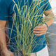 Simegarden Miscanthus sinensis gracillimus 17 cm