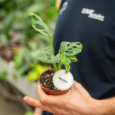 Simegarden Monstera adansonii 9 cm