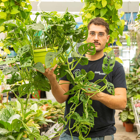 Simegarden Monstera adansonii grande 20 cm - ciotola XXL