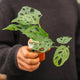 Simegarden Monstera adansonii "laniata" 6 cm
