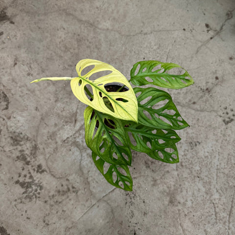 Simegarden Monstera adansonii variegata 14 cm