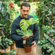 Simegarden Monstera aurea 17 cm