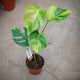 Simegarden Monstera aurea 17 cm