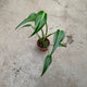 Simegarden Monstera burle marx flame 10.5 cm - OFFERTA