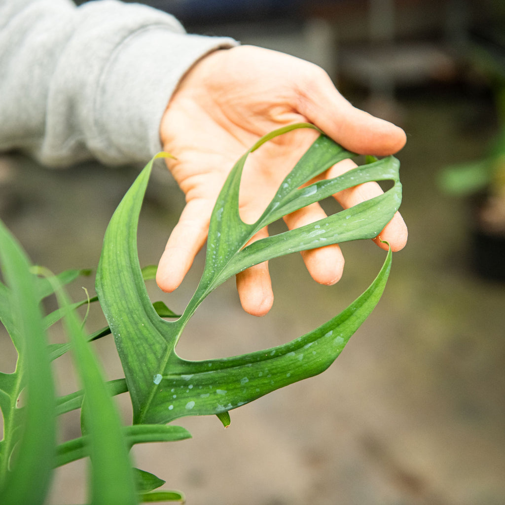 Monstera croatii – Simegarden