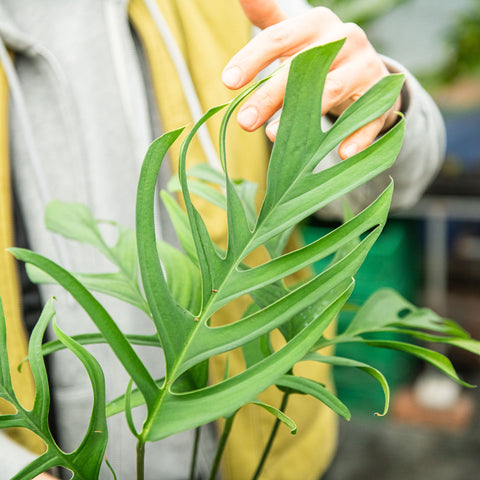 Simegarden Monstera croatii 17 cm