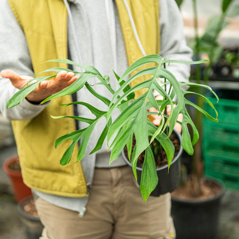 Simegarden Monstera croatii 17 cm