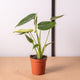 Simegarden Monstera deliciosa 10 cm - >15 cm