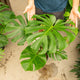 Simegarden Monstera deliciosa