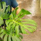 Simegarden Monstera deliciosa