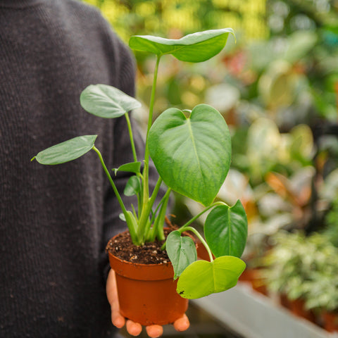 Simegarden Monstera deliciosa 12 cm - >15 cm