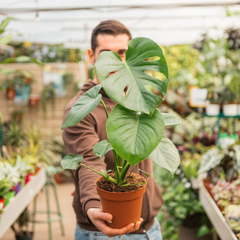 monstera deliciosa gigante Monstera deliciosa