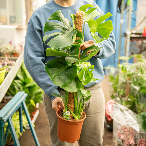 Simegarden Monstera deliciosa 19 cm - Rampicante