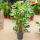 Simegarden Monstera deliciosa 24 cm