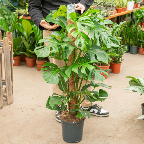 Simegarden Monstera deliciosa 24 cm