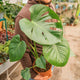 Simegarden Monstera deliciosa