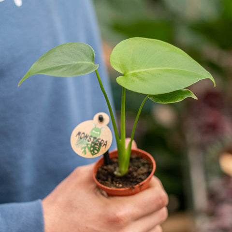 Simegarden Monstera deliciosa 6cm