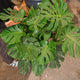 Simegarden Monstera deliciosa grande