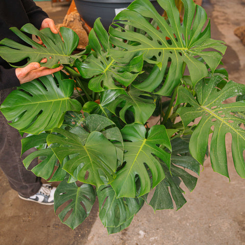 monstera deliciosa foglie marroni Monstera pianta