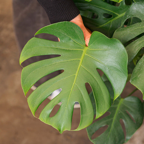 monstera deliciosa esterno Monstera pianta