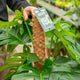 Simegarden Monstera Deliciosa rampicante