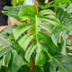Simegarden Monstera Deliciosa rampicante