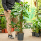 Simegarden Monstera Deliciosa rampicante 24 cm