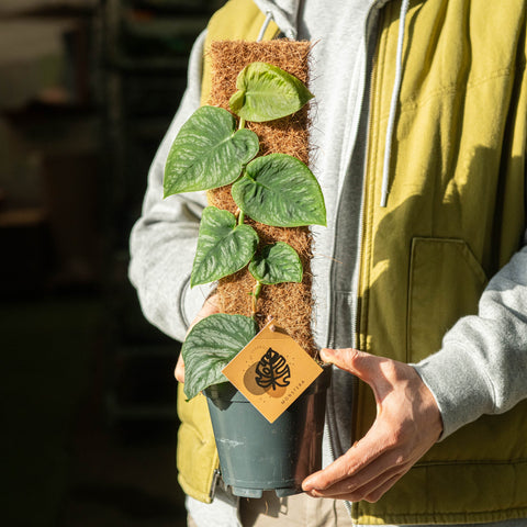 Simegarden Monstera dubia 14cm