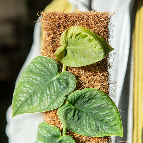 Simegarden Monstera dubia 14cm