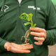 Simegarden Monstera in idrocoltura