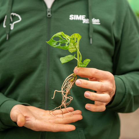 Simegarden Monstera in idrocoltura