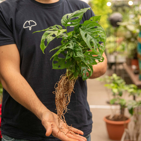 Simegarden Monstera in idrocoltura Grande