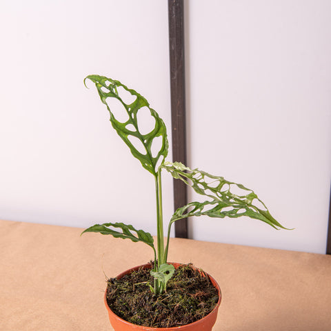 Simegarden Monstera obliqua