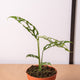 Simegarden Monstera obliqua