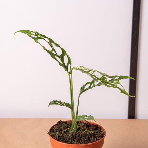 Simegarden Monstera obliqua