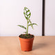 Simegarden Monstera obliqua