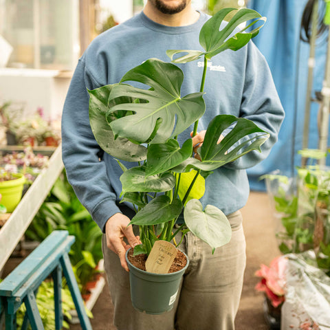 Simegarden Monstera pianta
