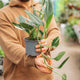 Simegarden Monstera standleyana variegata 12 cm - >15 cm