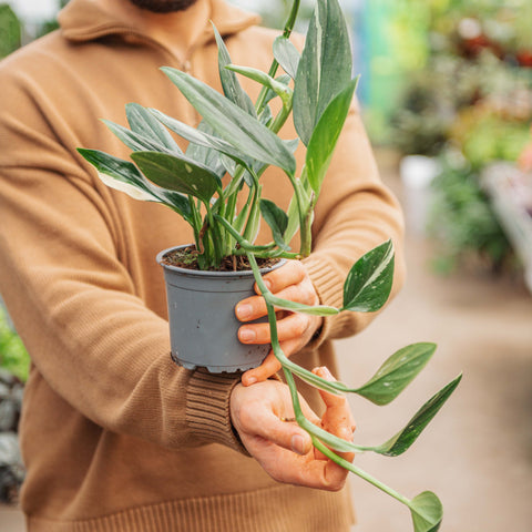 Simegarden Monstera standleyana variegata 12 cm - >15 cm