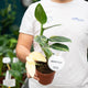 Simegarden Monstera standleyana variegata 12 cm