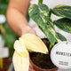 Simegarden Monstera standleyana variegata