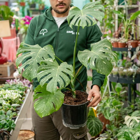 Simegarden Monstera Thai Constellation 19 cm