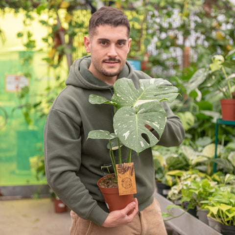 Piante bonsai: quali sono e come prendersene cura – Simegarden