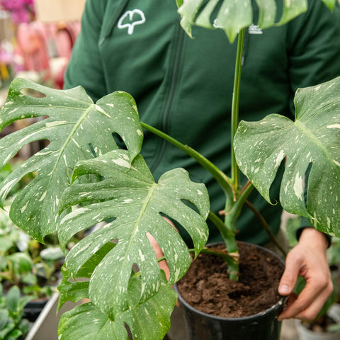 Simegarden Monstera Thai Constellation