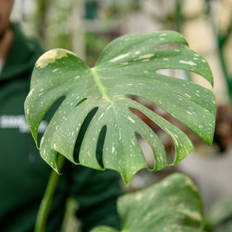 Simegarden Monstera Thai Constellation