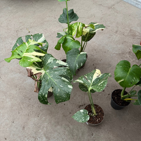 Simegarden Monstera Thai constellation baby 12 cm - PIANTA DA CURARE