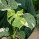 Simegarden Monstera Thai constellation baby