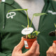 Simegarden Monstera Thai constellation baby