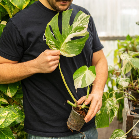 Simegarden Monstera variegata 10.5 cm - PIANTA DA CURARE