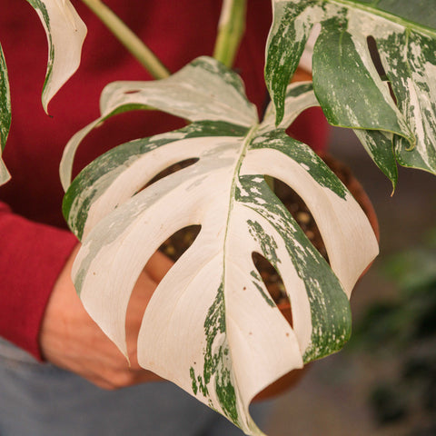 Simegarden Monstera variegata 17 cm